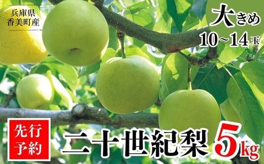 2026年産 先行予約【梨 20世紀梨 香住梨 5kg 大きめ（1玉350g～500gを10～14玉）】8月下旬～9月中旬までにお届け JAたじま 12-05