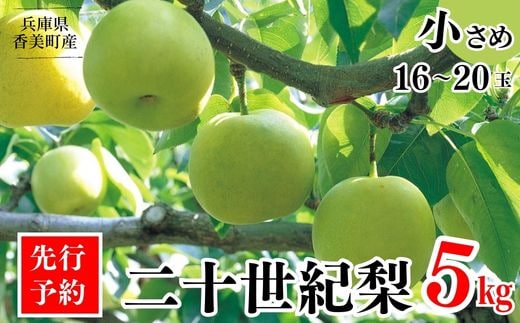 2026年産 先行予約【梨 20世紀梨 香住梨 5kg 小さめ（1玉250g～300gを16～20玉）】8月下旬～9月中旬までにお届け JAたじま 12-09