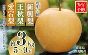 2026年産 先行予約【梨 （新興梨 王秋梨 愛宕梨のいずれか）3kg（5～9玉）】10月中旬～12月下旬にかけて発送予定  JAたじま 12-06