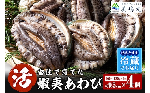 【冷蔵 活あわび 養殖 9.5cm×4枚 400g～480g (1個100～120g）】美嶋丸 20-03