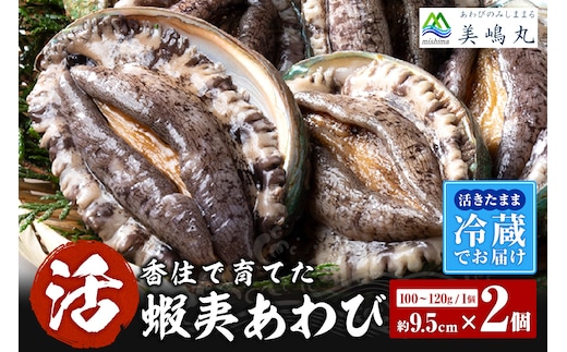 【冷蔵 活あわび 養殖 9.5cm×2枚 200～240g (1個100～120g）】美嶋丸 20-12