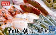 香住の旬の地魚セット 鮮魚 4～5種類詰め合わせ 冷蔵 香美町 33-11