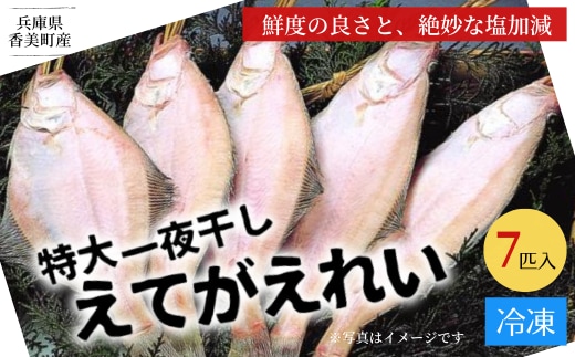 【兵庫県香住産 特大 一夜干し えてがれい 7匹入り】干物 ひもの 兵庫県 香美町 香住 山陰 伝統の香住の干物 魚や HARATOKU 56-07