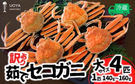 【数量限定】【訳あり 茹で セコガニ 大サイズ 4匹 指落ち 冷蔵】11月中旬以降順次発送 魚や UOYA はらとく 56-12