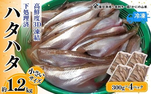 【小さいサイズのハタハタ 計1.2kg（300g×4パック） 下処理済み（冷凍）】入金確認後順次発送 産地直送 鮮度抜群 大人気 香美町 香住 山米鮮魚 22000円 74-07