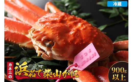 【カネニの浜茹で柴山がに 900g以上】香美町 香住 柴山 国産 カネニ 06-21