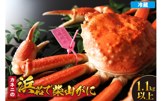 【カネニの浜茹で柴山がに 1.1kg以上】香美町 香住 柴山 国産 カネニ 06-22