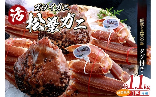【松葉がに 最高グレード 香住産 タグ付き 活 生 松葉がに 約1.1kg 数量限定】冷蔵 兵庫県 香美町 香住 柴山 柴山港 ズワイガニ 日本海フーズ 07-06