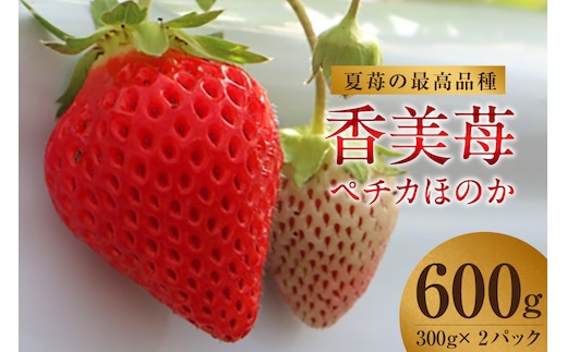 【期間限定】【夏イチゴの最高級品種 ペチカほのか 300g（12～24粒）×2パック】ユースランド 18-06