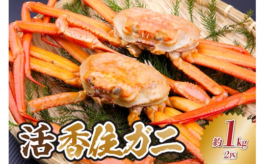 【先行予約】兵庫県香住産 釜茹で松葉がに 1匹（約600～700g）冷蔵 【令和8年11月下旬以降発送予定】 香美町 33-24