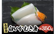 先行予約【兵庫県香美町産 刺身用白いかむき身 約350g 冷凍】令和8年6月下旬以降、順次発送予定 宿院商店 33-32