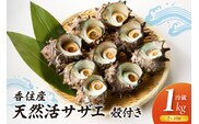 【兵庫県香住産 天然活サザエ 1kg 冷蔵】宿院商店 33-19　