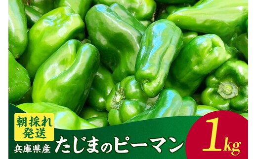 【先行予約】朝採れ発送「たじまのピーマン」1kg 【令和8年6月下旬以降発送】 ピーマン 香美町 41-26