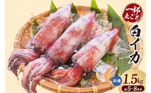 【白イカ 約1.5kg（5-8杯程度入）冷凍】山米鮮魚 74-06