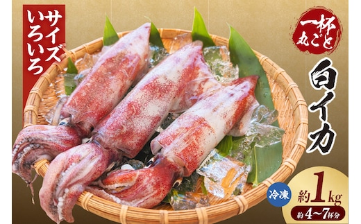 【白イカ 約1kg（4-7杯程度入）不揃い 冷凍】山米鮮魚 74-31