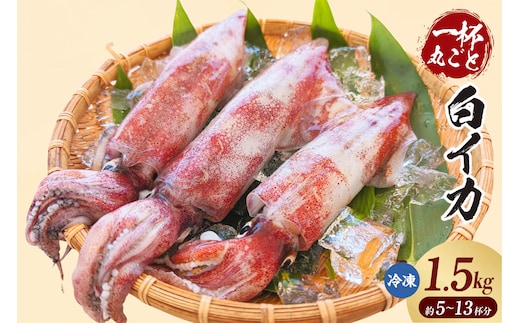 白イカ 約1.5kg（5-13杯程度入）冷凍 いか イカ 香美町 74-06