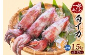 白イカ 約1.5kg（5-13杯程度入）冷凍 いか イカ 香美町 74-06