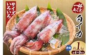 白イカ 約1kg 4-9杯程度入 不揃い 冷凍 いか イカ 香美町 74-31