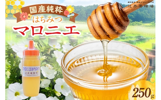 【国産純粋 マロニエはちみつ 250g】辻井養蜂場 81-01