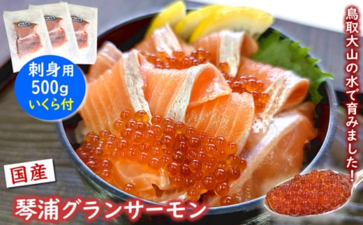 薬剤未使用で安心 国産とっとり琴浦グランサーモン刺身用500g いくら付 訳あり 小分け個包装で便利