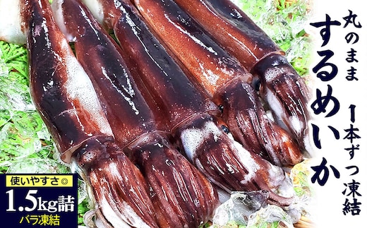 スルメイカ(冷凍)たっぷり約1.5kg サイズ不揃い 兵庫県新温泉町