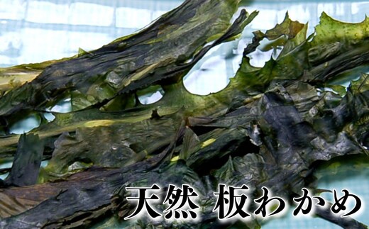 山陰の名産品 天然 板わかめ 大判 70g×2袋
