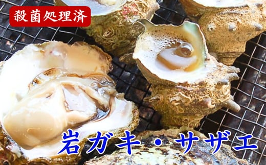 山陰の岩ガキ・サザエ詰合(大きさにより各6～10個)牡蠣は殺菌済 下処理済 生食OK さざえ砂抜き済