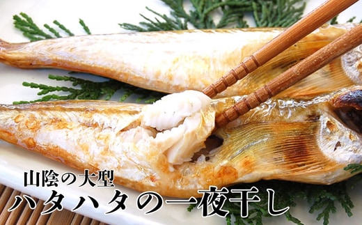 山陰の大型ハタハタ一夜干し 10匹入り
