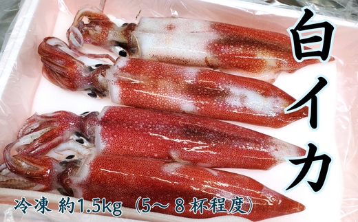 兵庫県新温泉町 白イカ(冷凍)約1.5kg(5-8杯程度入)