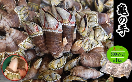 亀の手 大サイズ 500g×2袋 計1kg 兵庫県新温泉町 