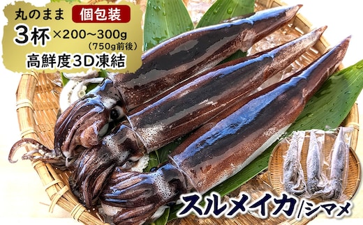 【便利な個包装】朝とれスルメイカ 3杯セット(3杯×200～300g)750g前後 高鮮度3D凍結 