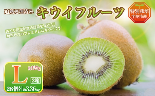 ＜12月〜3月発送＞プレミアムキウイフルーツ Lサイズ 14個×2箱入 追熟処理済 追熟処理済／ ふるさと納税 キウイ キウイフルーツ ギフト 栄養 果物 お土産 化学肥料不使用 特別栽培 塩 奈良県 宇陀市 やまとファームJAPAN