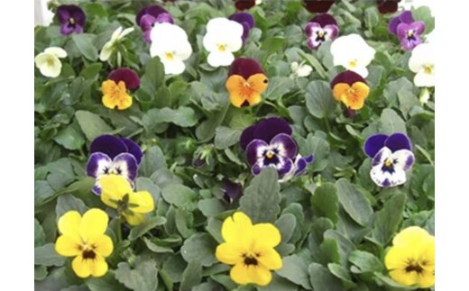 産地直送の元気なビオラ！ 40個詰め合わせ