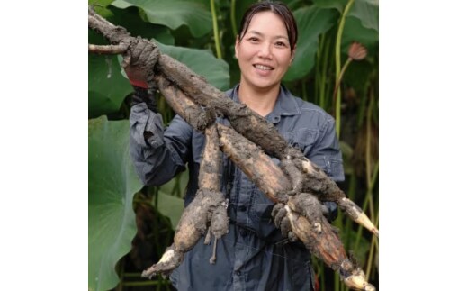 【栽培期間中農薬不使用】奈良県山添村産 掘りたて土付きレンコン詰め合わせ1.8kg