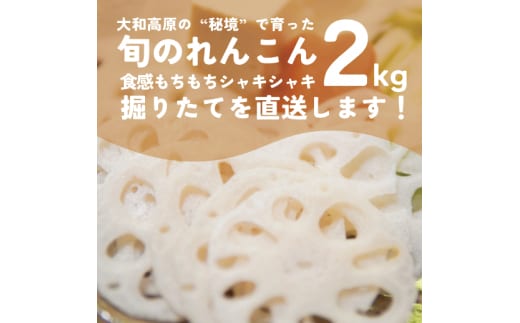 れんこん ２kg