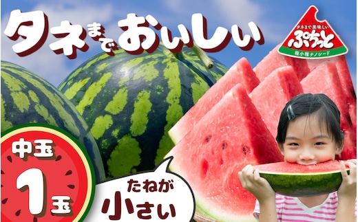 種まで美味しいスイカ「ぷちっと」 【2026年6月初旬～6月下旬ごろ発送予定】 ／ ヒロちゃんファーム 西瓜 スイカ すいか 果物 フルーツ デザート 奈良県 田原本町