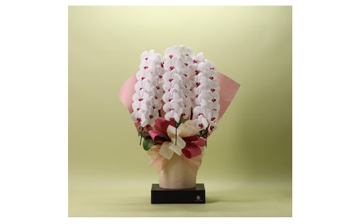 フォアスPREMIUM胡蝶蘭3本立ち42輪以上 リップ (A1033-2)