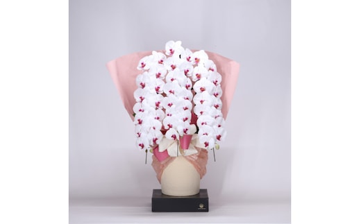 フォアスPREMIUM胡蝶蘭3本立ち48輪以上 リップ (A1034-2)