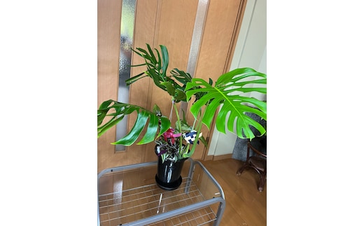 モンステラ＆観葉植物2種類寄せ植え（A1045-1）