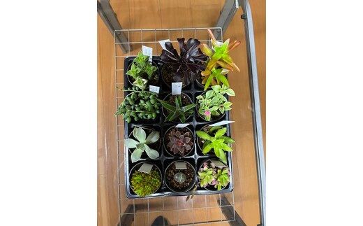 おまかせ多肉植物詰め合わせ（12種）（A1046-1）