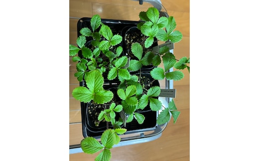 ワイルドストロベリー（四季なりイチゴ）（A1047-1）