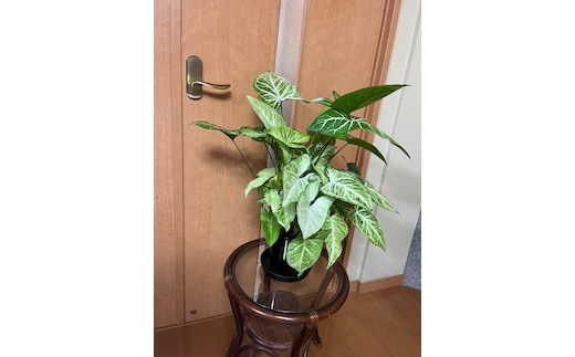 シンゴニューム・ホワイトバタフライ（観葉植物）（A1048-1）