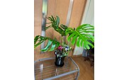 モンステラ＆観葉植物2種類寄せ植え（A1045-1）