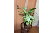 シンゴニューム・ホワイトバタフライ（観葉植物）（A1048-1）