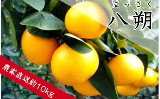 八朔（約10㎏）(A137-1)