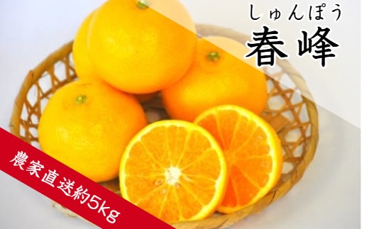 春峰（しゅんぽう）（約5㎏）(A138-1)