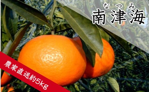 南津海（なつみ）（約5㎏）(A140-1)