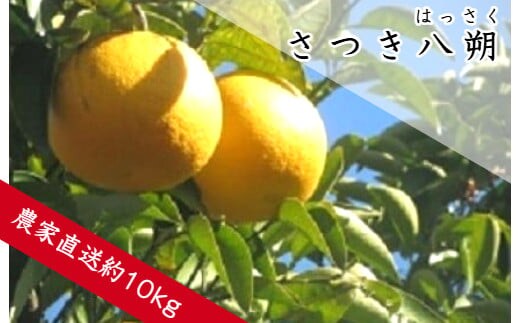 さつき八朔（約10kg）(A141-1)