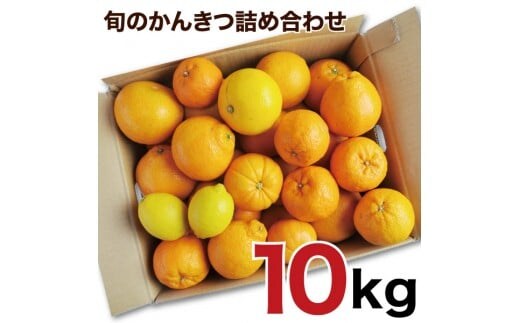 訳アリ 旬のかんきつ詰め合わせ 10kg（A145-4）