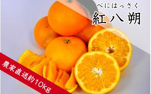 紅八朔（べにはっさく）（約10㎏）(A146-1)